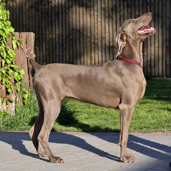 The photo shows Weimaraner - handling on natural background.