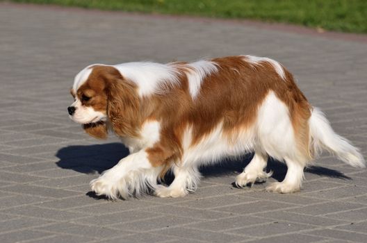 Photo present young cavalier king charles spaniel blenheim a coat.