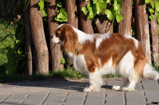 Photo present young cavalier king charles spaniel blenheim a coat.