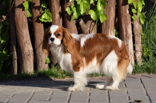 Photo present young cavalier king charles spaniel blenheim a coat.