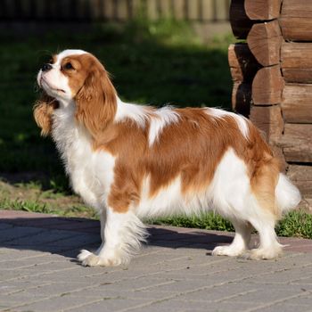 Photo present young cavalier king charles spaniel blenheim a coat.