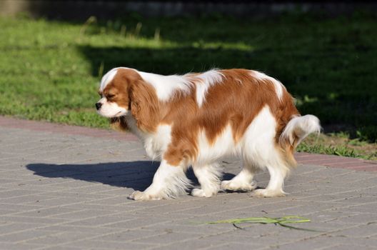 Photo present young cavalier king charles spaniel blenheim a coat.