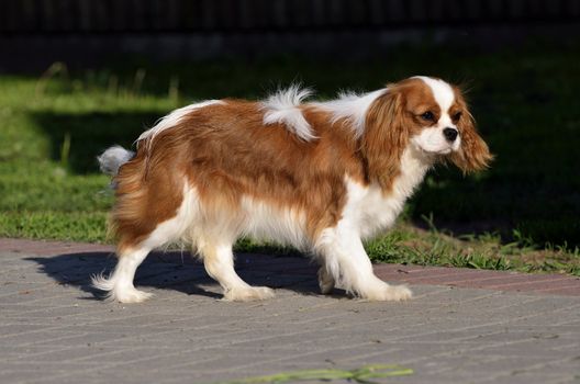 Photo present young cavalier king charles spaniel blenheim a coat.