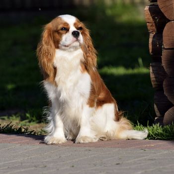 Photo present young cavalier king charles spaniel blenheim a coat.