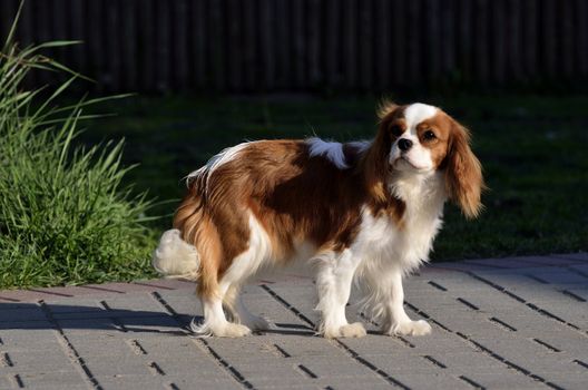 Photo present young cavalier king charles spaniel blenheim a coat.