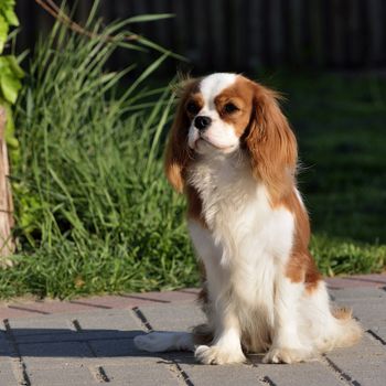 Photo present young cavalier king charles spaniel blenheim a coat.