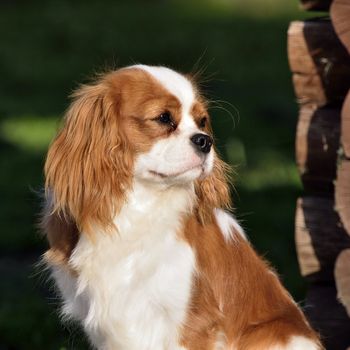 Photo present young cavalier king charles spaniel blenheim a coat.