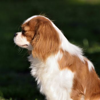 Photo present young cavalier king charles spaniel blenheim a coat.