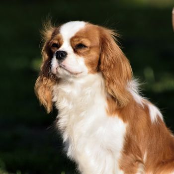 Photo present young cavalier king charles spaniel blenheim a coat.