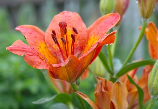 Asiatic beautiful garden tiger lily  in natural light.