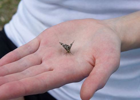 Variegated Butterfly When on a woman's open palm