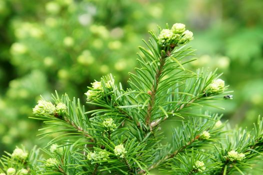 Young green branch of Christmas tree in natural light on a nature background. Close-up.