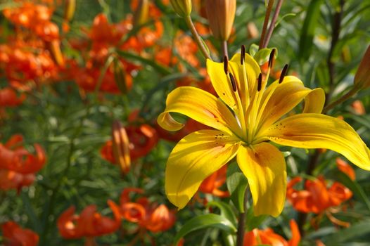 Asiatic beautiful garden yellow lily  in natural light against the background of tiger lilies.