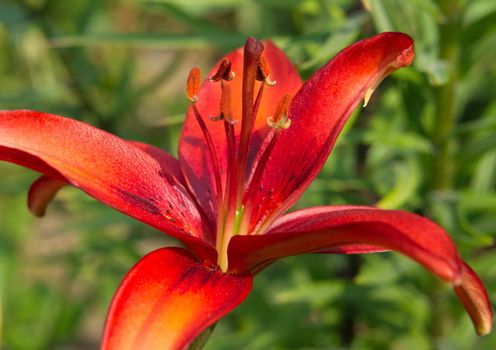 Red beautiful garden lily  in natural light of close-up.