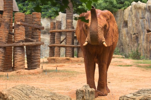 African elephants are living in the park