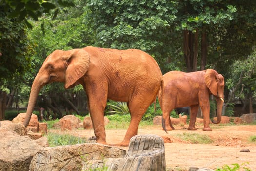 African elephants are living in the park