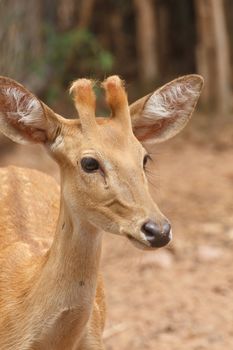 Face of the deer he was growing