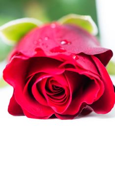 A single red rose in high key