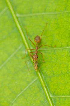 Small red ants are carrying food on the leaves.