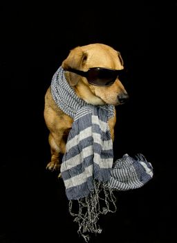 a little dachshund dog with scarf look side
