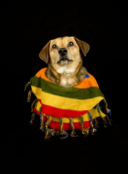 dog with Mexican sombrero and poncho