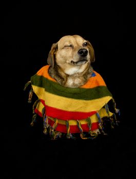 dog with Mexican sombrero and poncho give wink