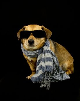a little dachshund dog with scarf and sunglasses