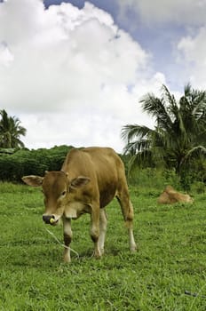 Young cow eating green grass on a meadow on blue cloudy sky back