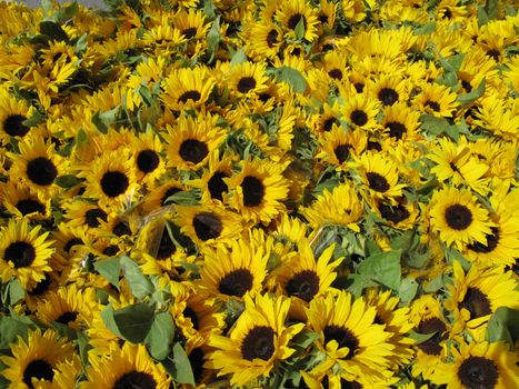 Bunches of sunflowers for sale - Denmark.