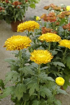 Beautiful orange chrysanthemums