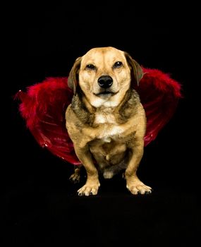 little dachshund wearing an angel costume