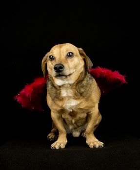 little dachshund wearing an angel costume