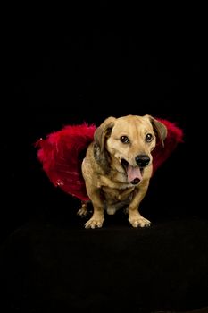little dachshund wearing an angel costume bark