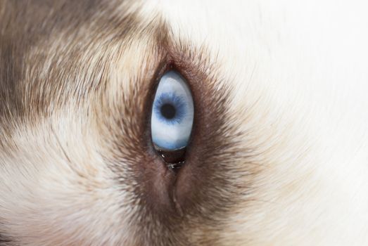 Siberian Husky with blue eye. Focus on eye.