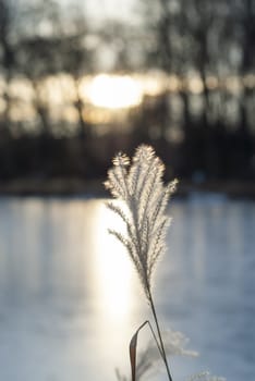Reed backlit by setting sun.