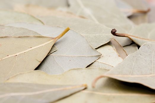 Closs cropped macro photo of dry bay leaves.