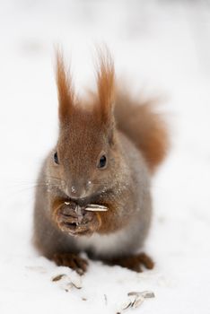 One Red Squirrel in Lazenki Park, Warszawa, Poland.