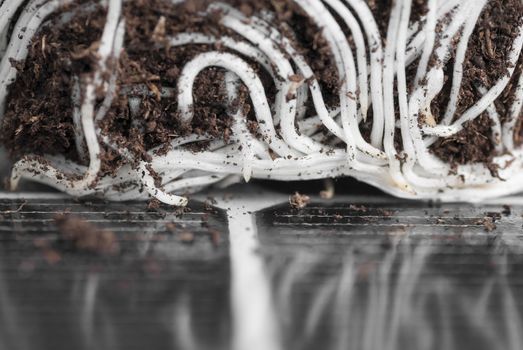 PV solar panel and plant with roots.