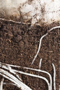 Cross Section of Hyacinth roots and bulb.