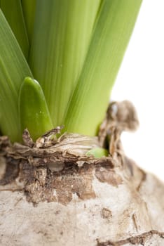 Macro image of Hyacinth bulb sprouting against white background.