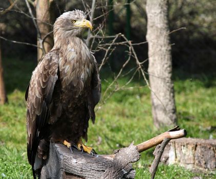 white tailed eagle standing on wood