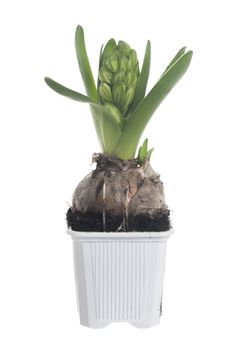 One potted Hyacinth on white background.