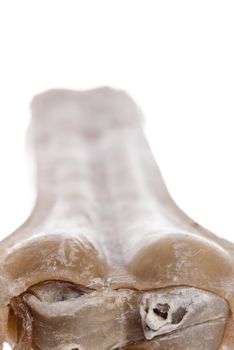 Vertical macro image of chewed dog bone.