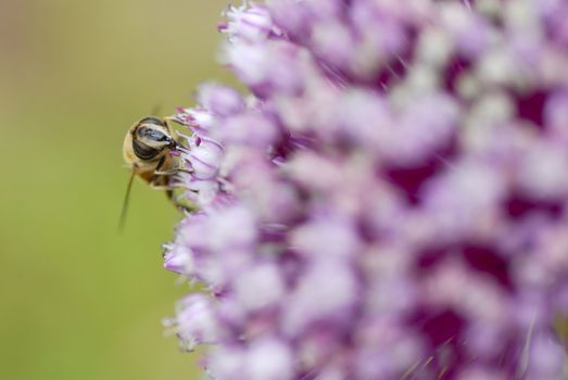 Macro photo of a bee gathering pollen on leek flower.