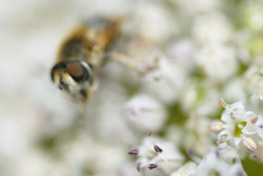 Macro photo of a bee gathering pollen on leek flower.