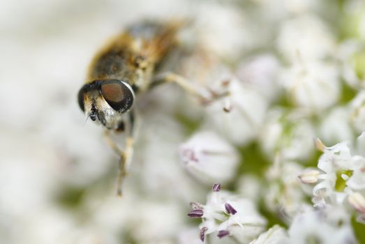 Macro photo of a bee gathering pollen on leek flower.