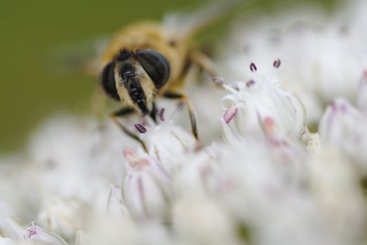 Macro photo of a bee gathering pollen on leek flower.