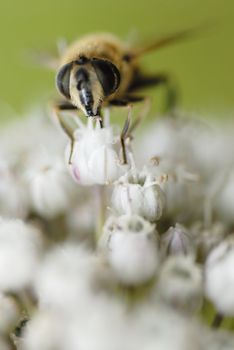 Macro photo of a bee gathering pollen on leek flower.