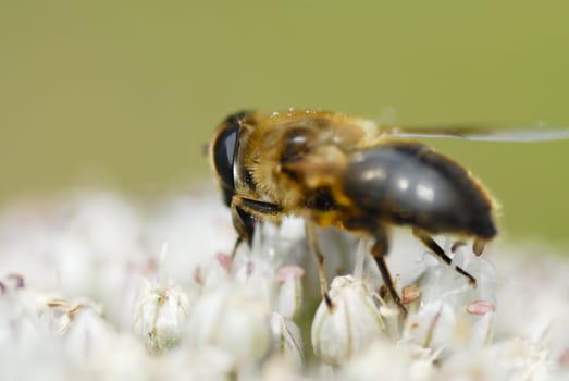 Macro photo of a bee gathering pollen on leek flower.