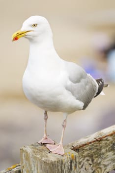 One Seagull standing on fence post. Beach background.
